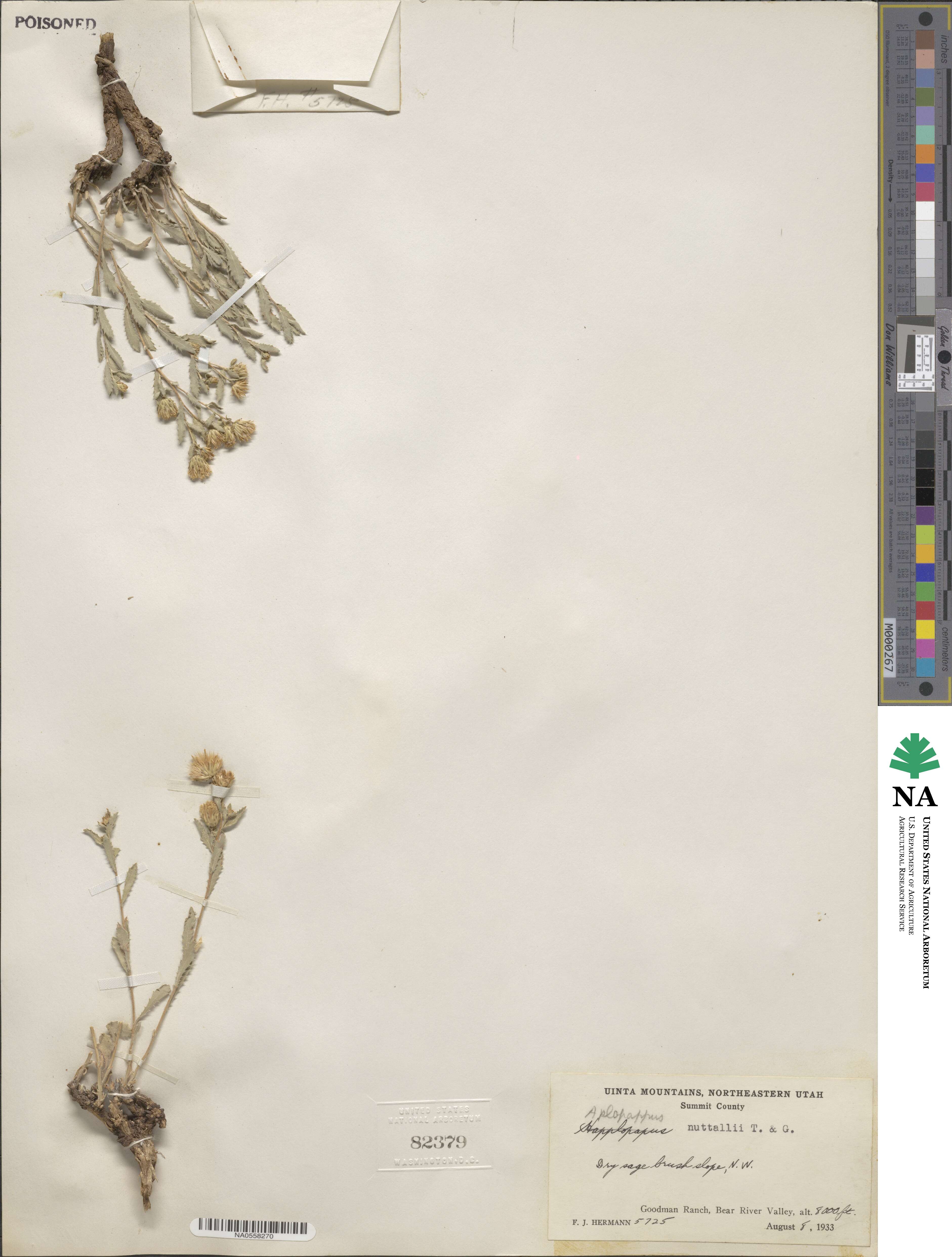 Xanthisma grindelioides image