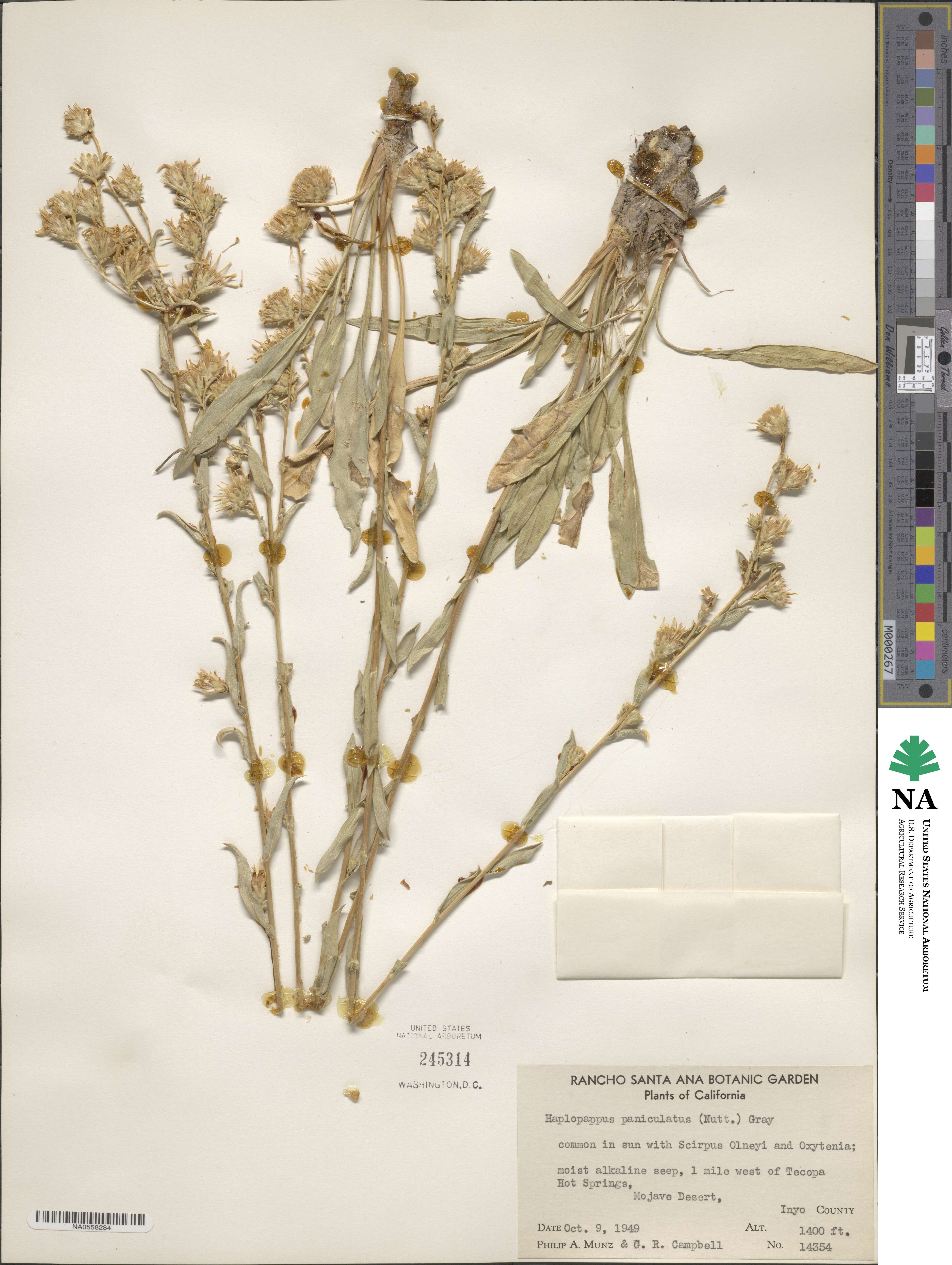 Haplopappus paniculatus image