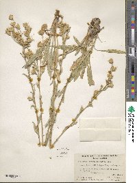 Haplopappus paniculatus image