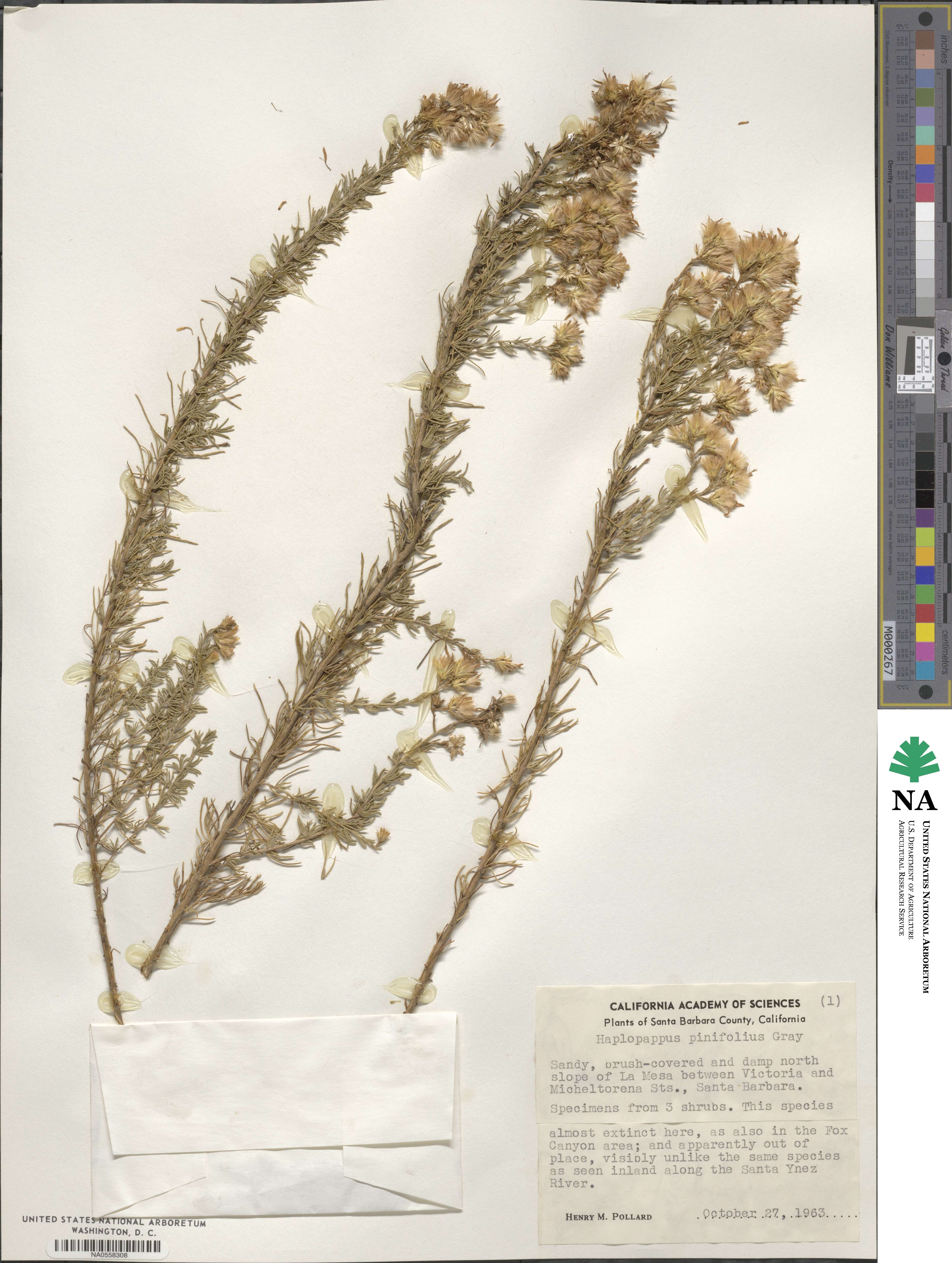 Ericameria pinifolia image