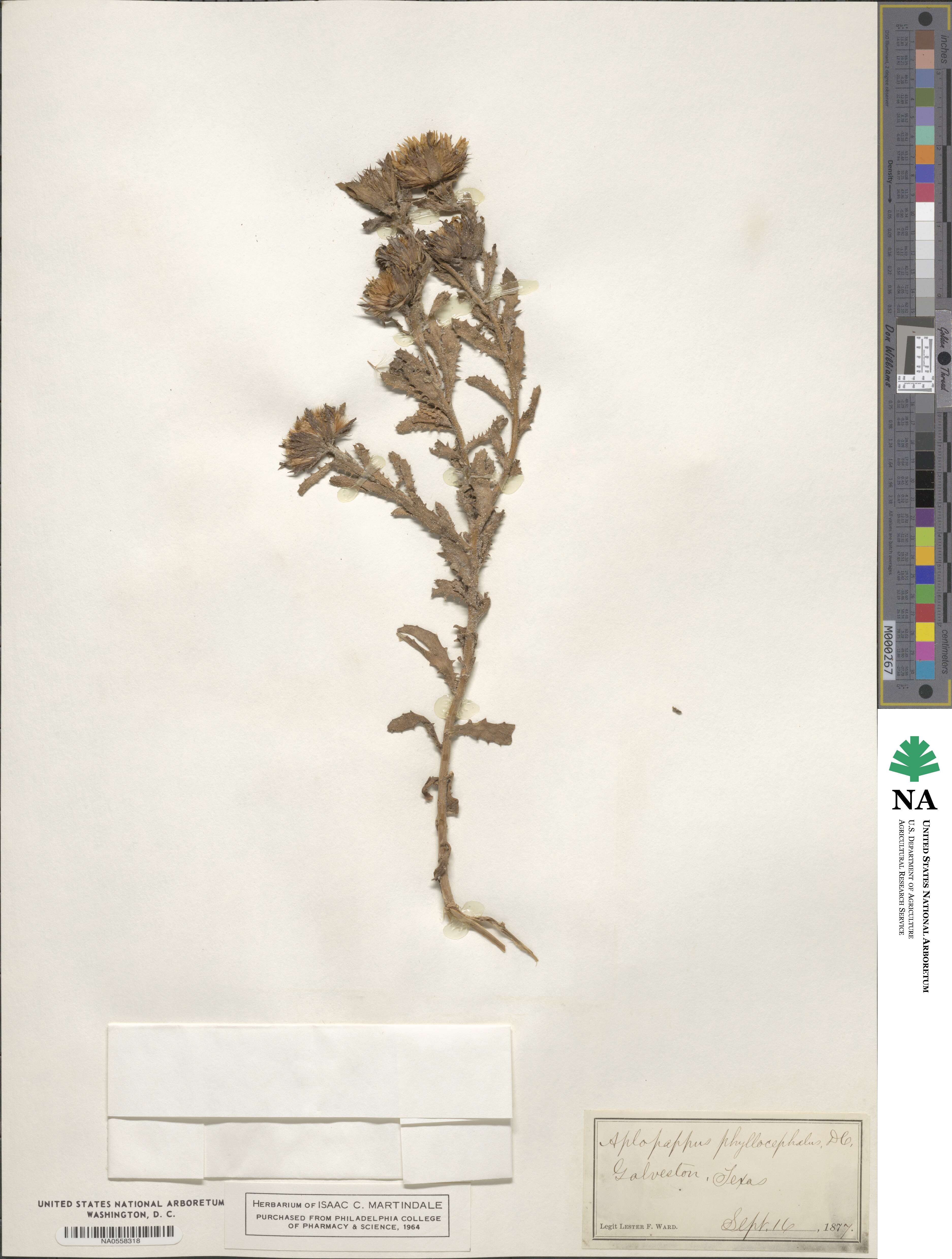 Rayjacksonia phyllocephala image