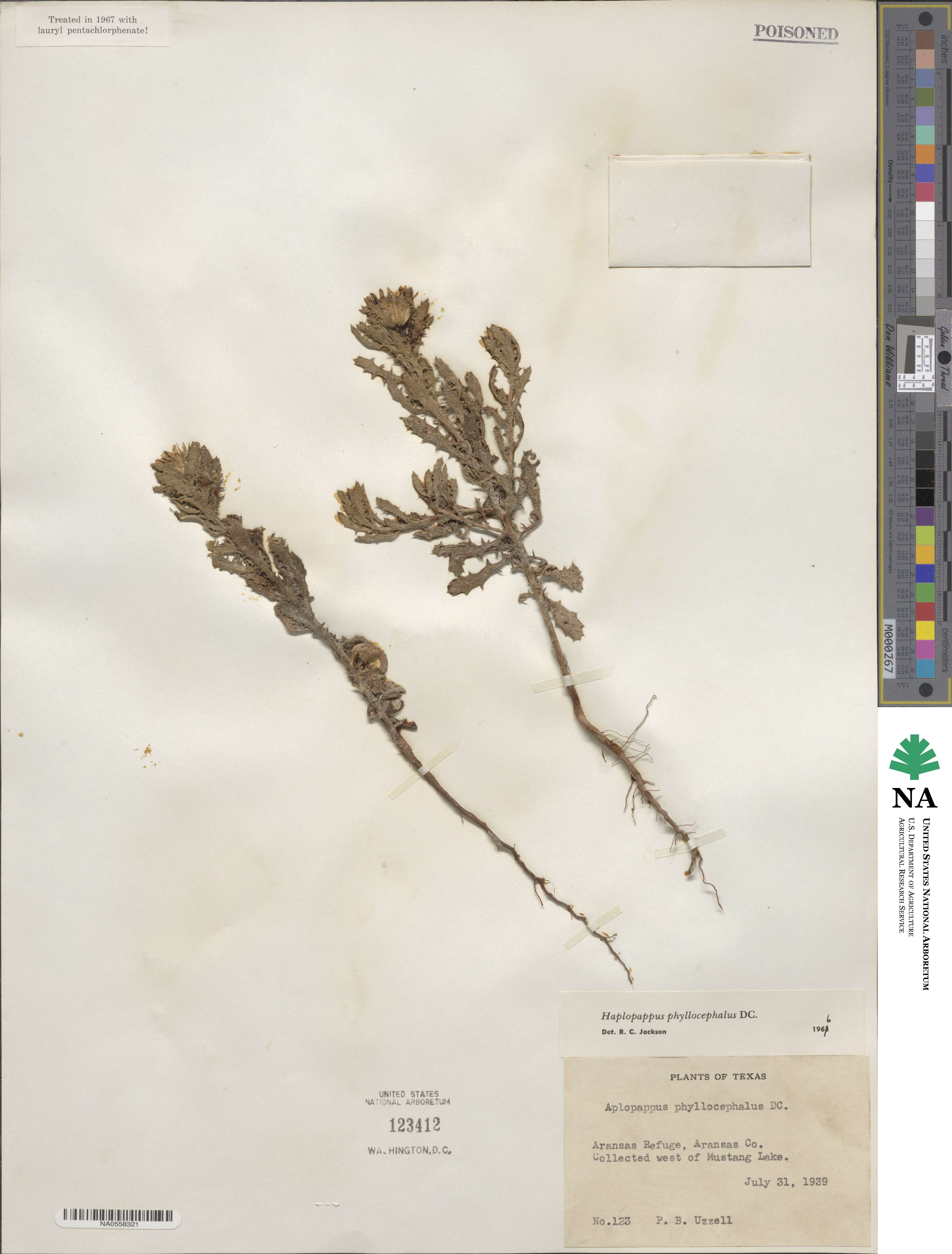 Rayjacksonia phyllocephala image