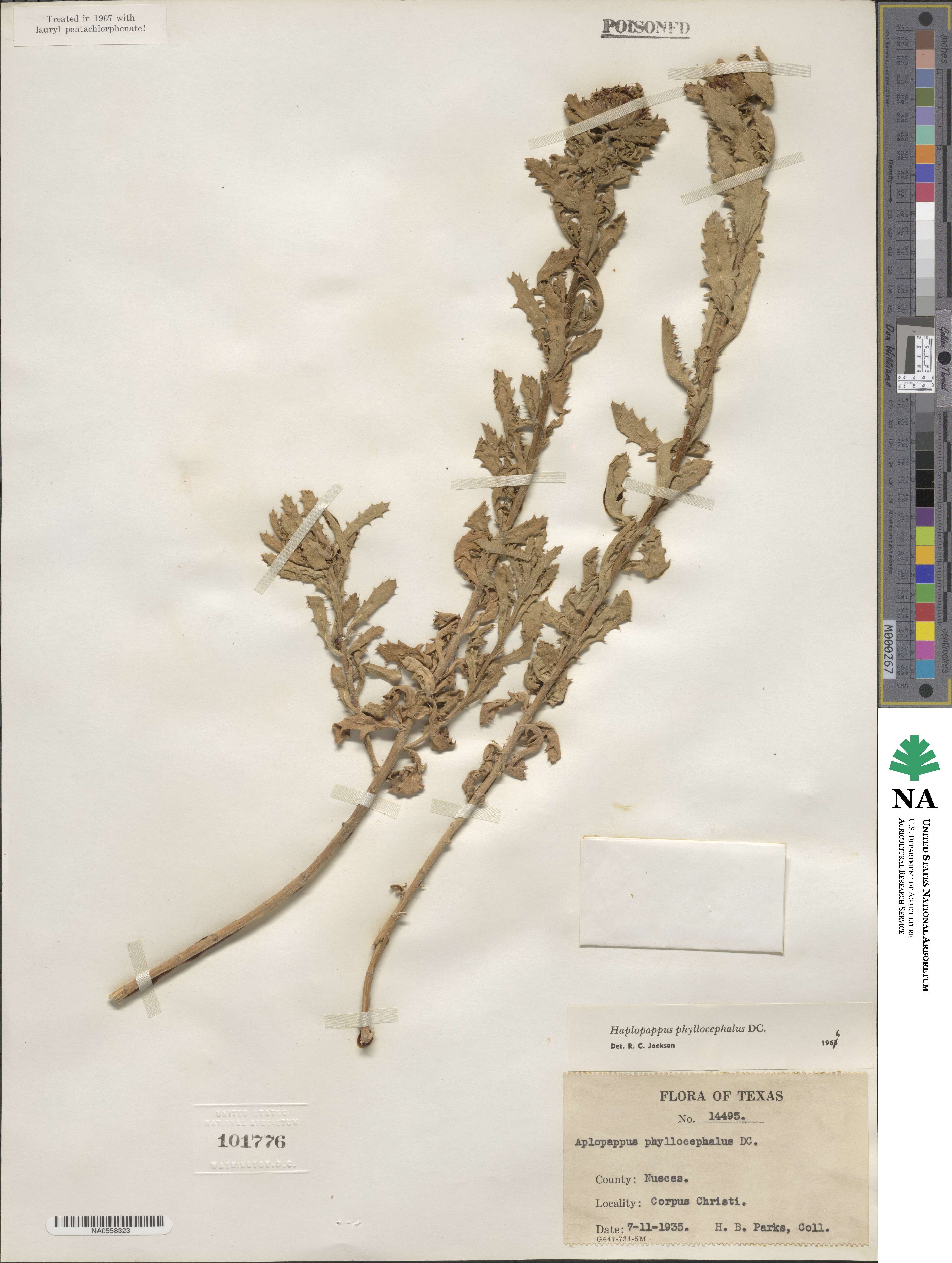Rayjacksonia phyllocephala image