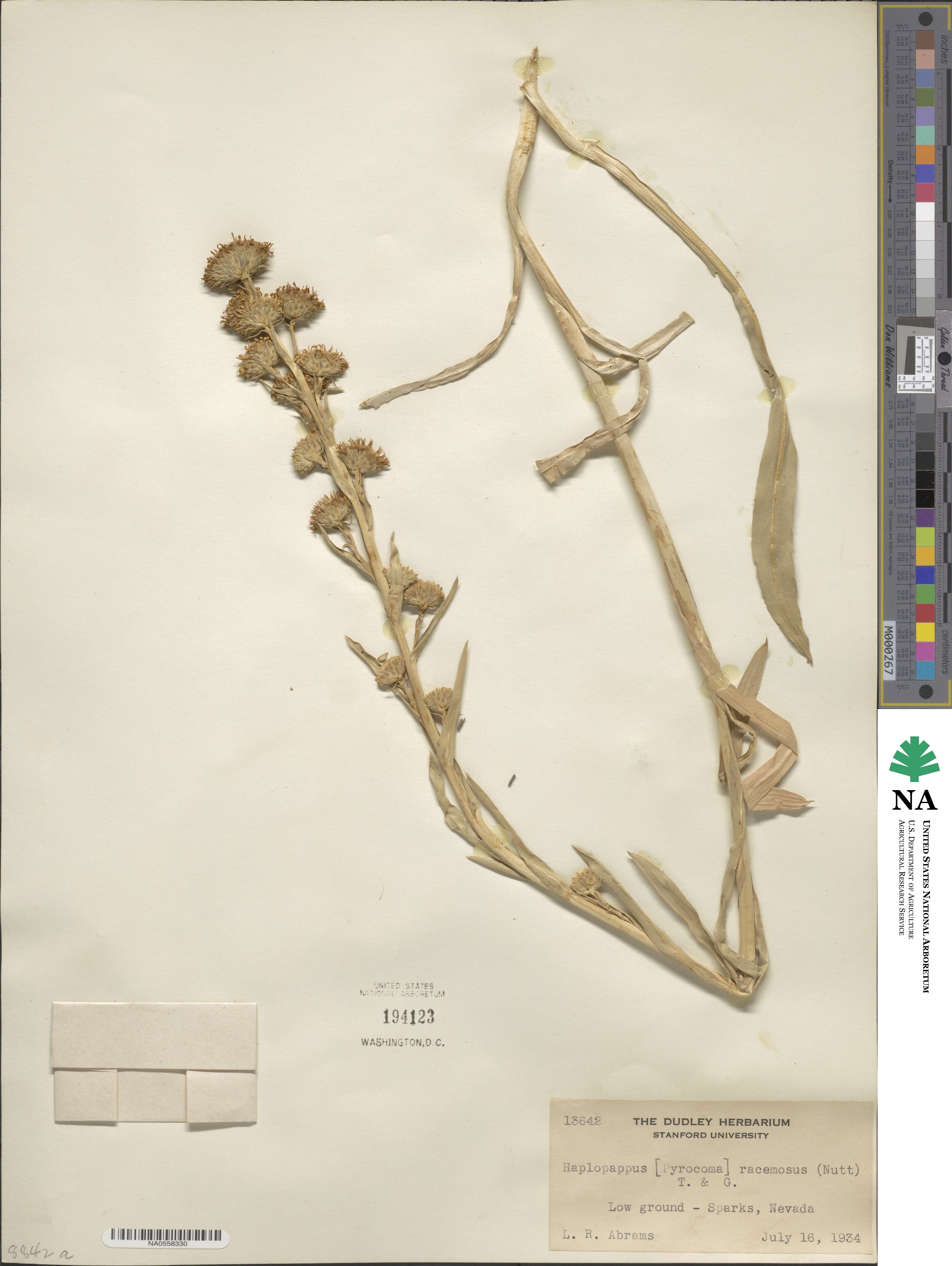 Pyrrocoma racemosa image