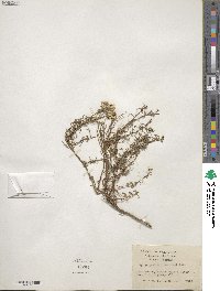 Ericameria resinosa image