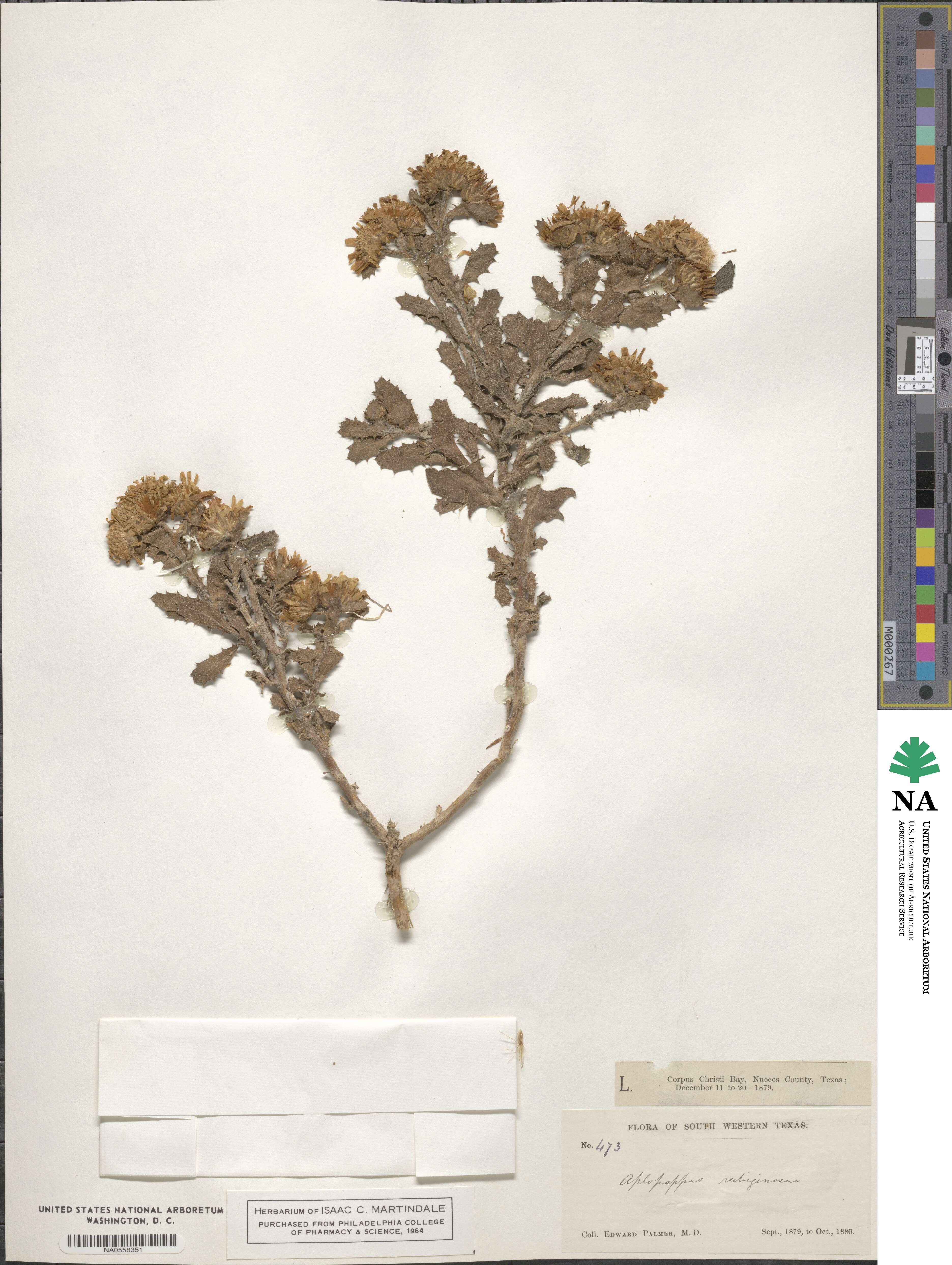 Rayjacksonia phyllocephala image