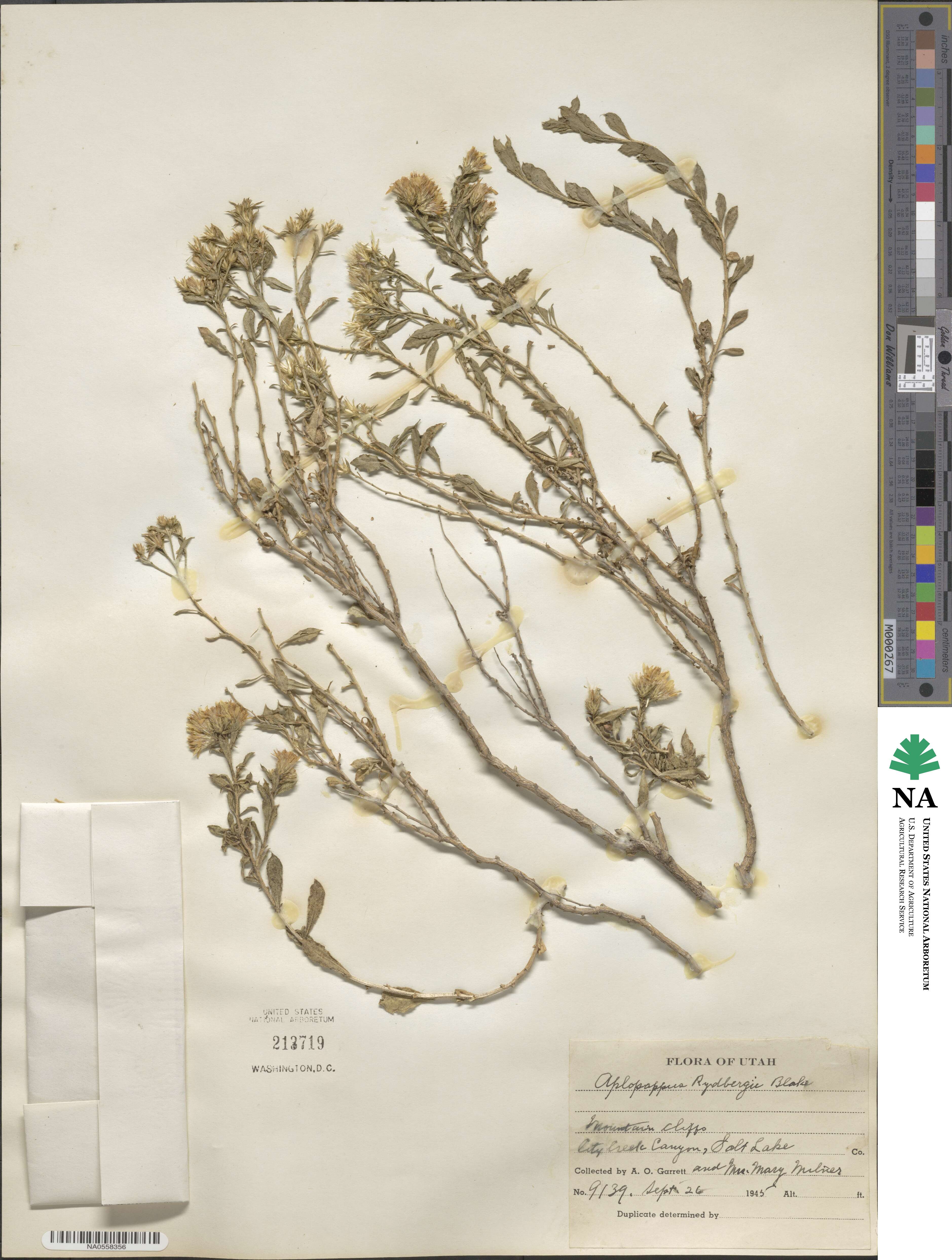 Ericameria obovata image