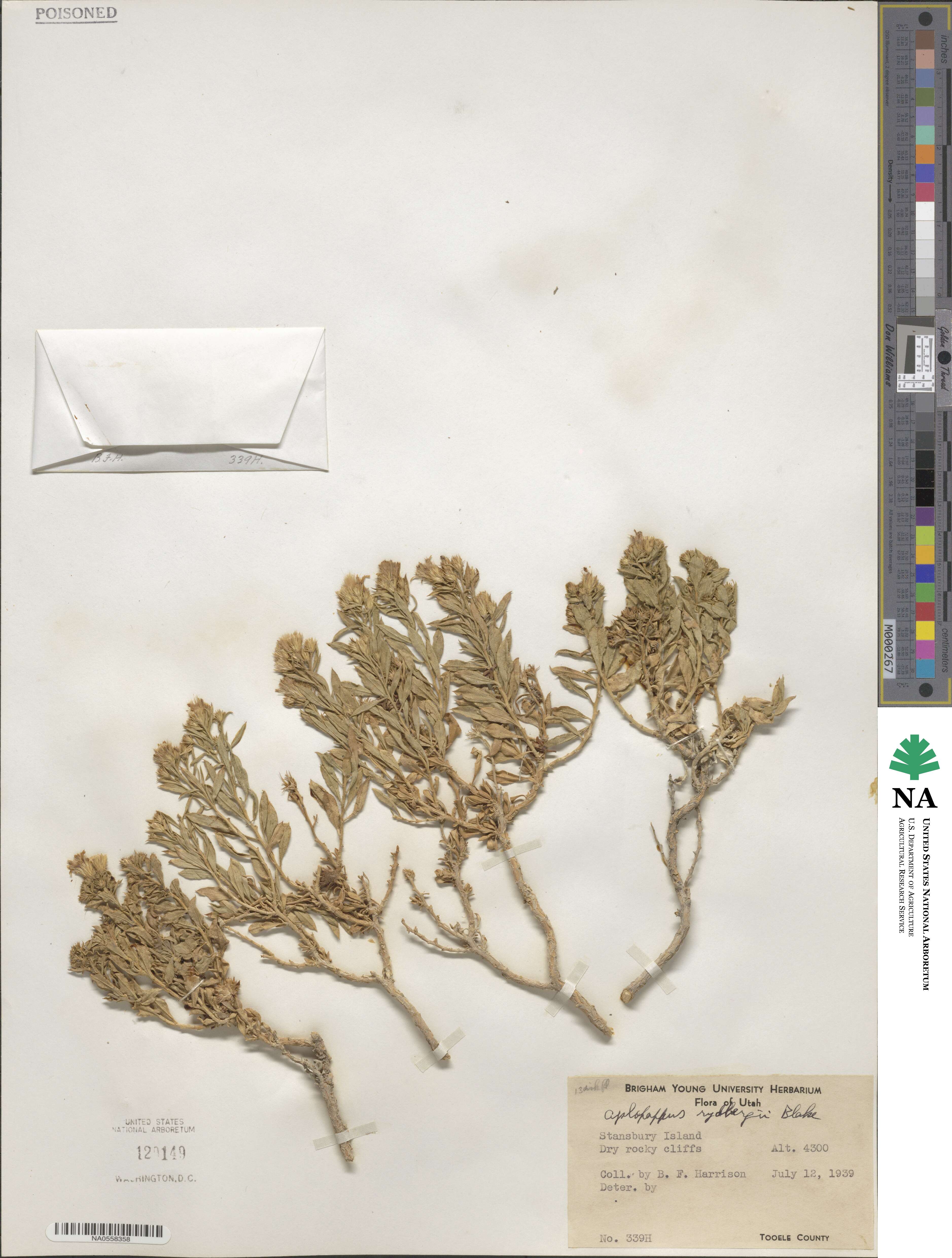 Ericameria obovata image