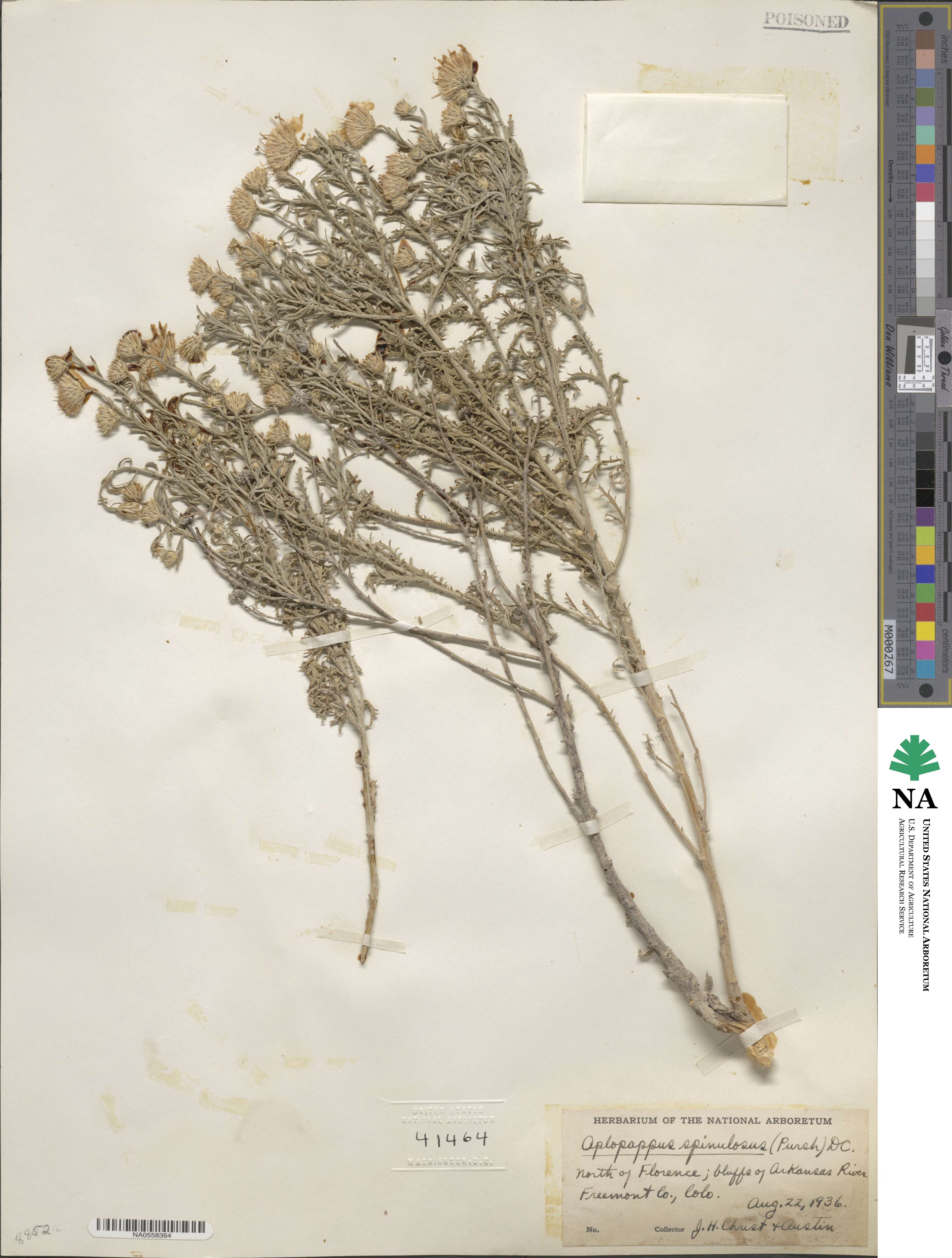 Haplopappus image