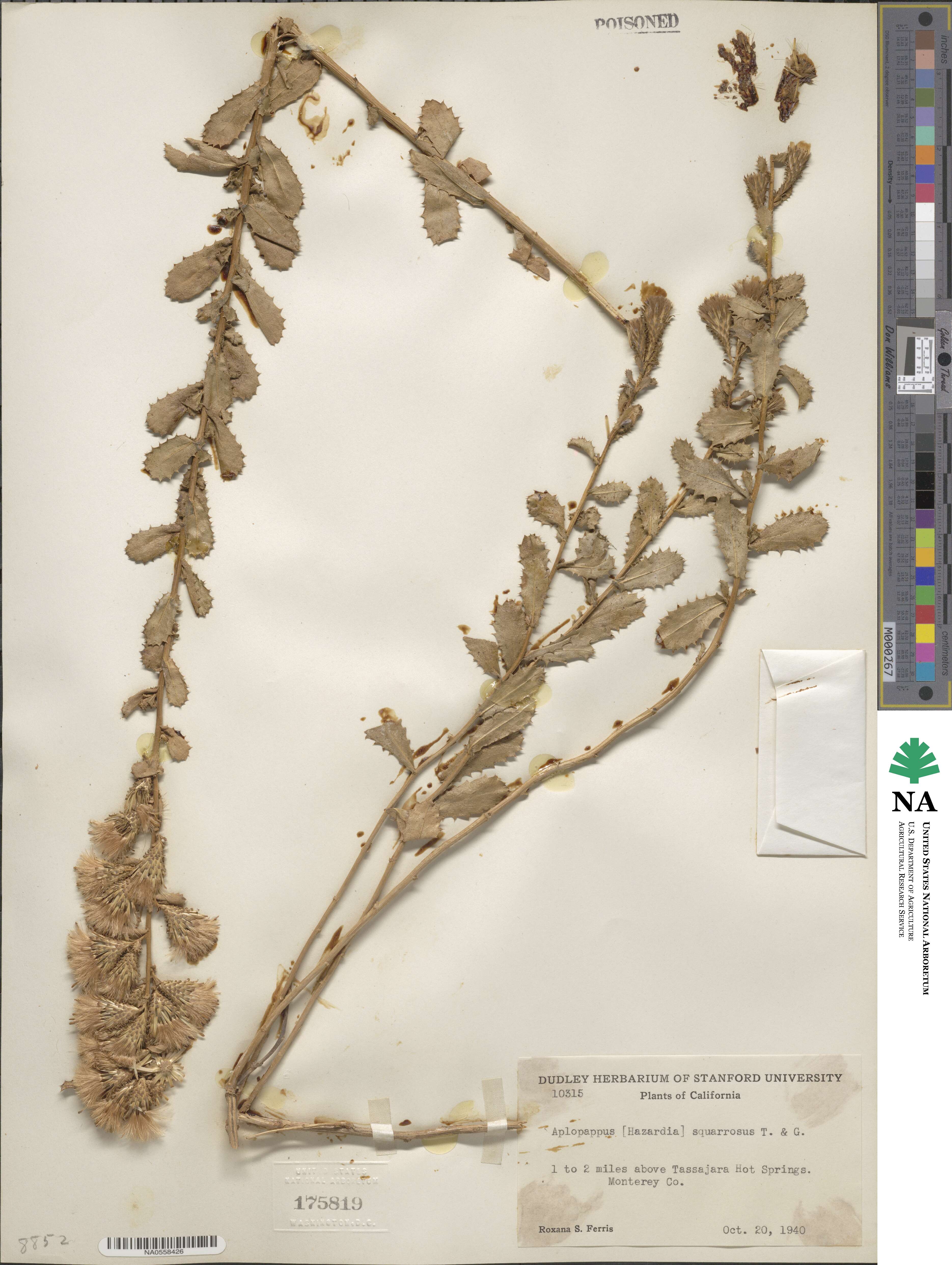 Hazardia squarrosa image