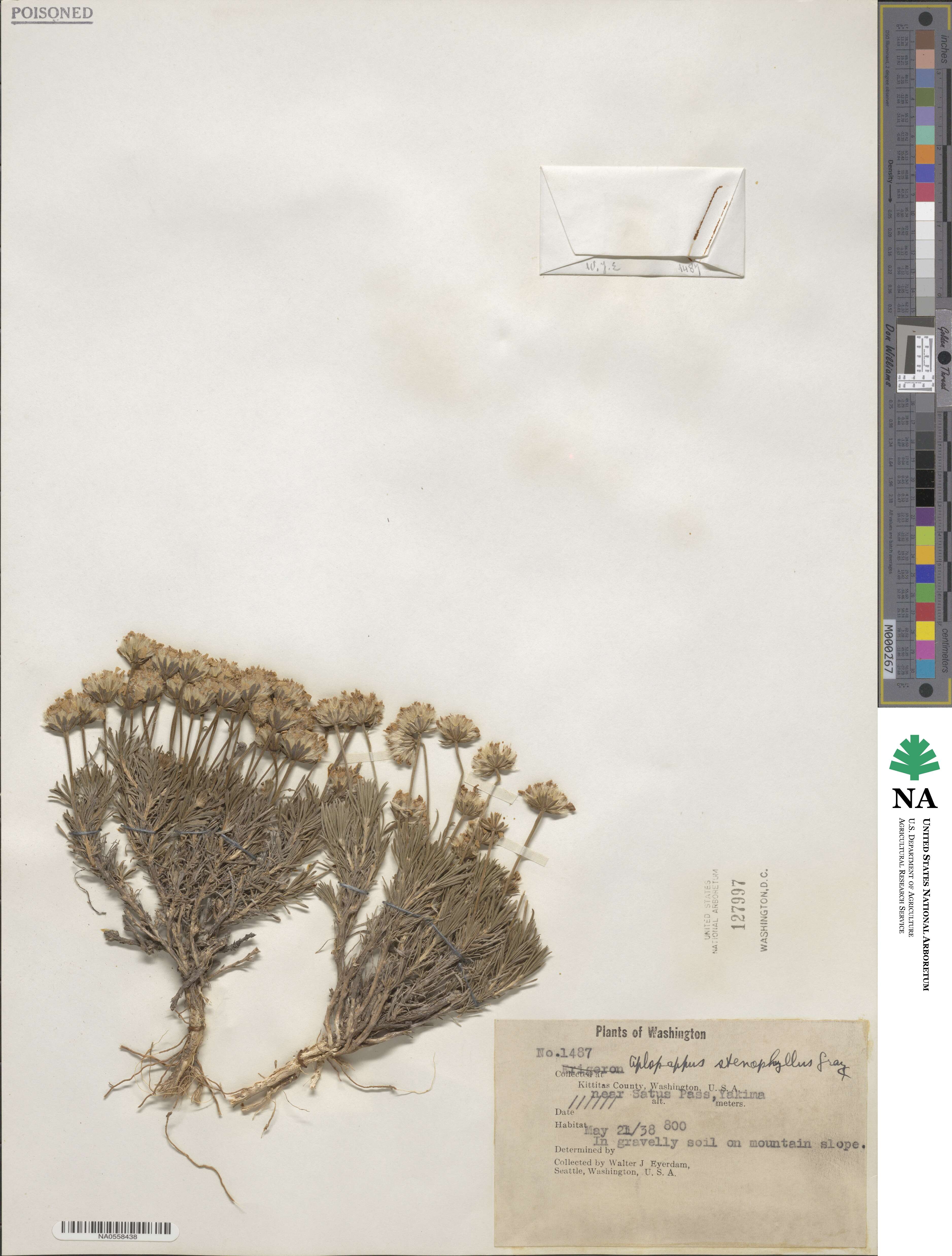 Haplopappus stenophyllus image