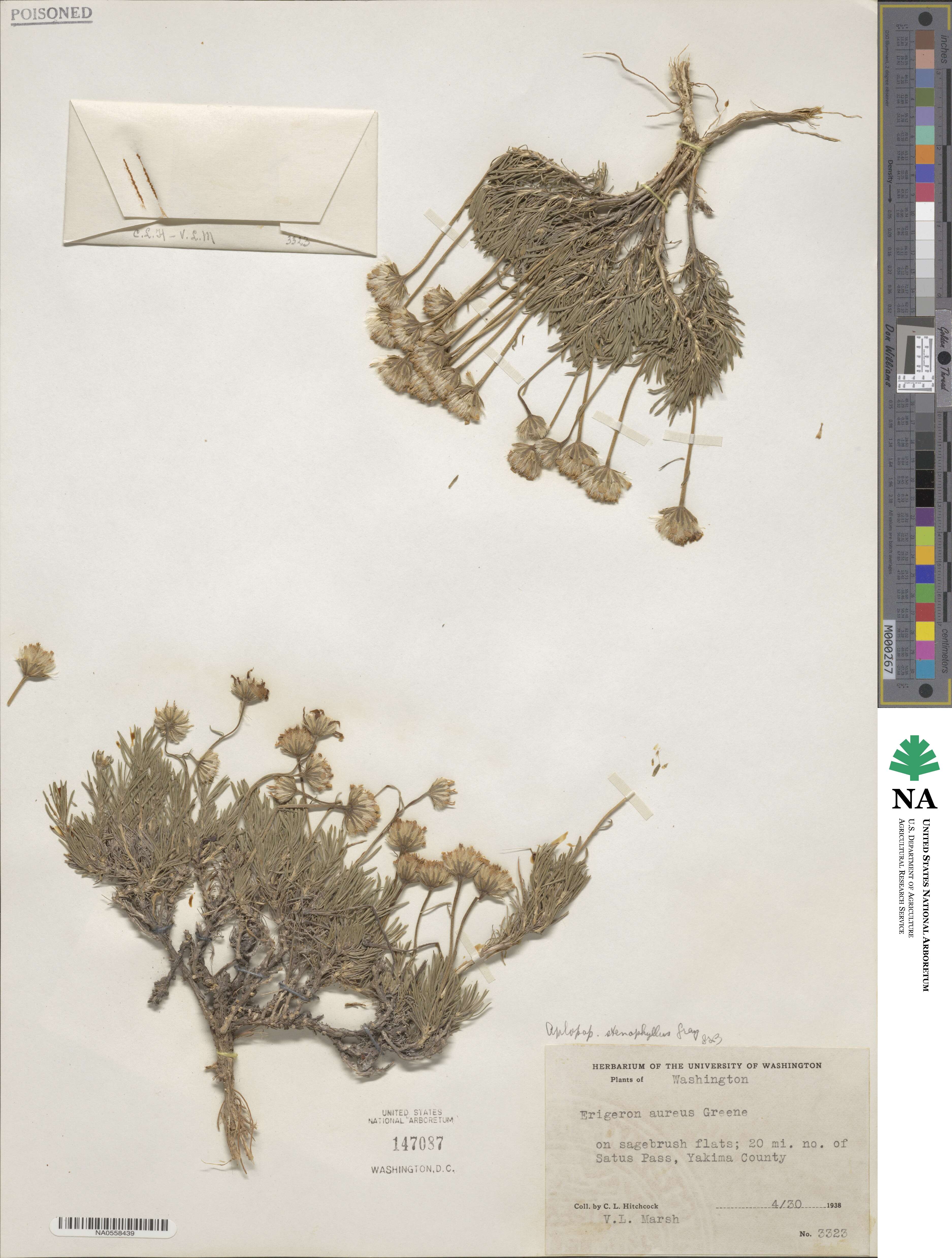 Haplopappus stenophyllus image