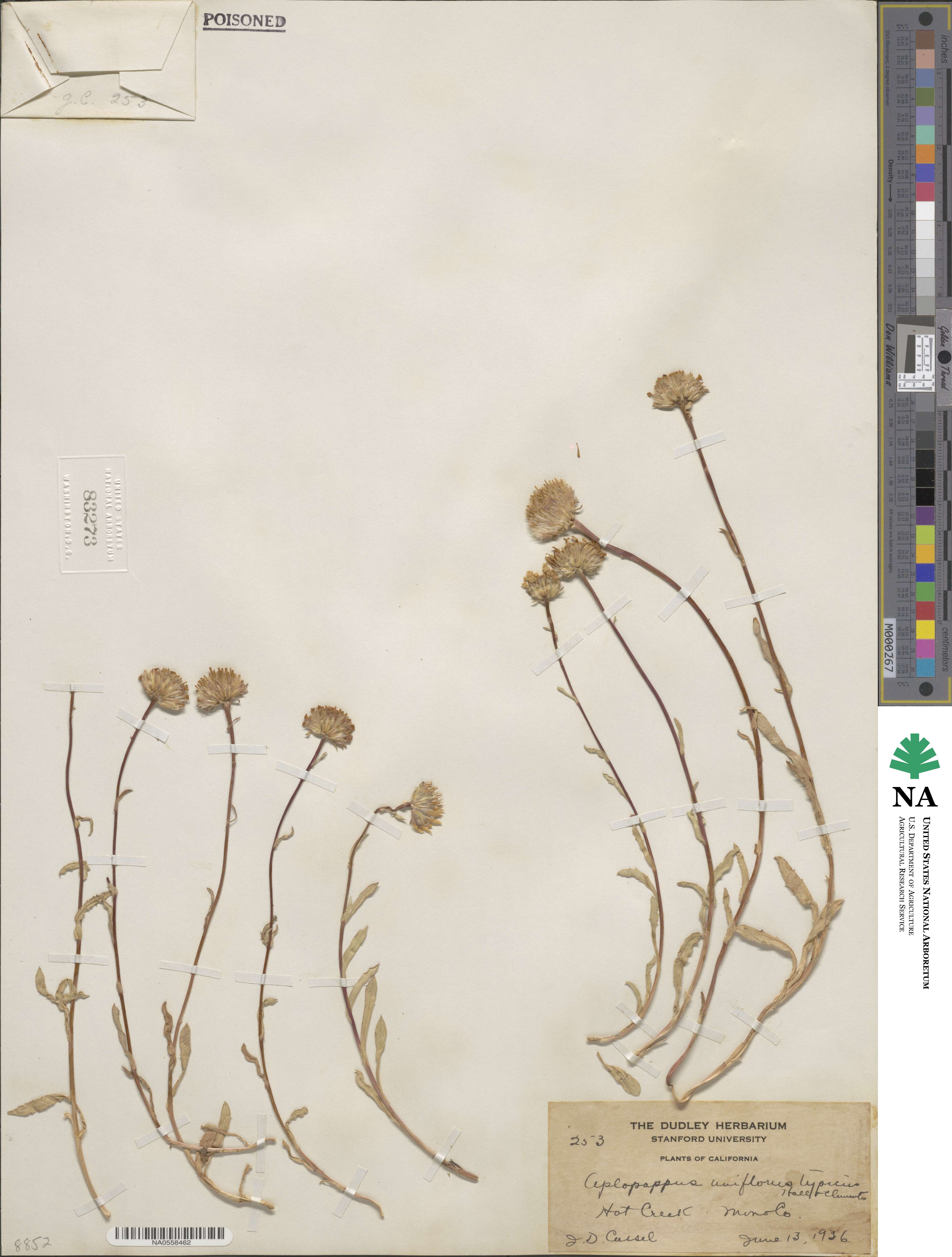 Pyrrocoma uniflora image