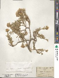 Haplopappus suffruticosus image