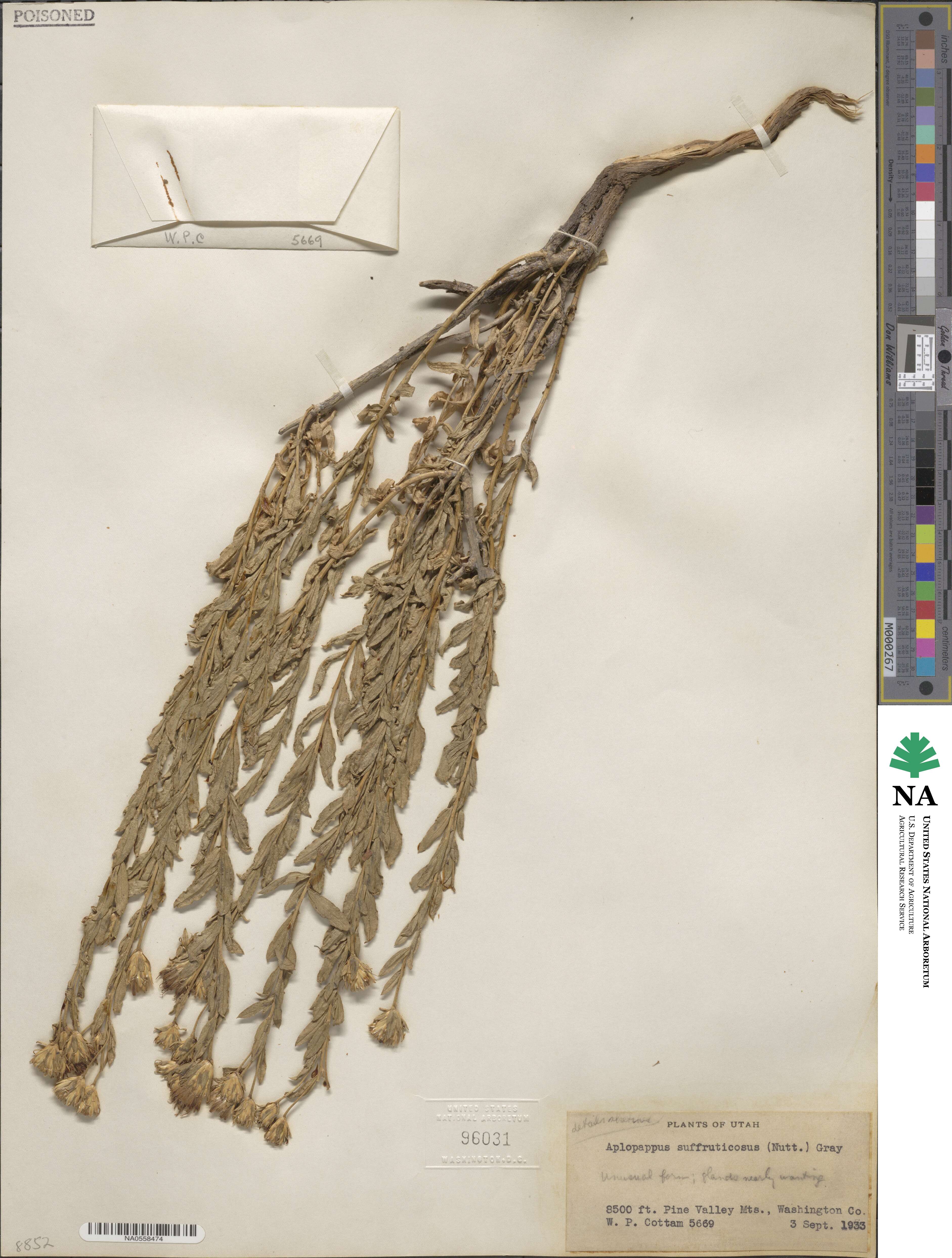 Haplopappus suffruticosus image