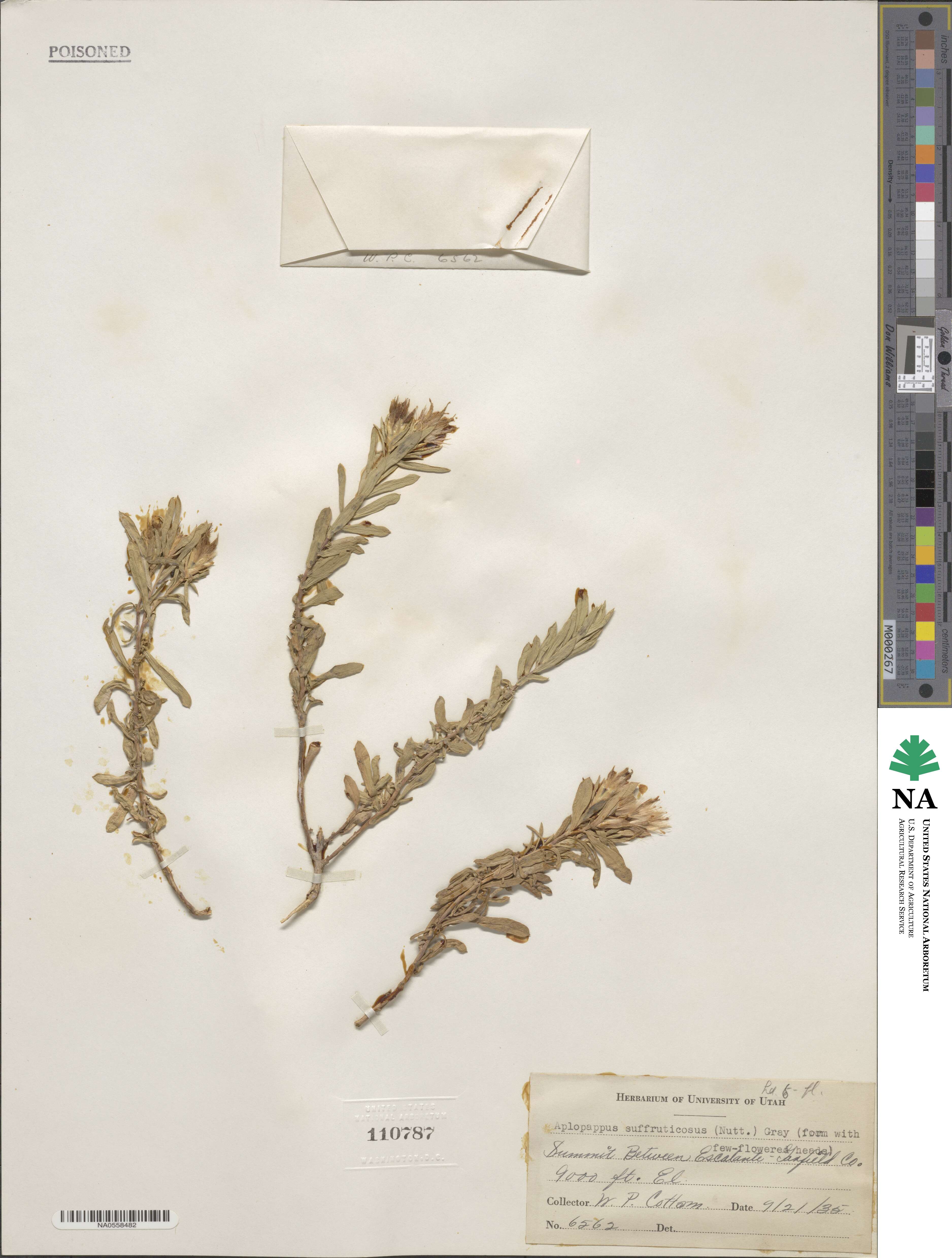 Haplopappus suffruticosus image