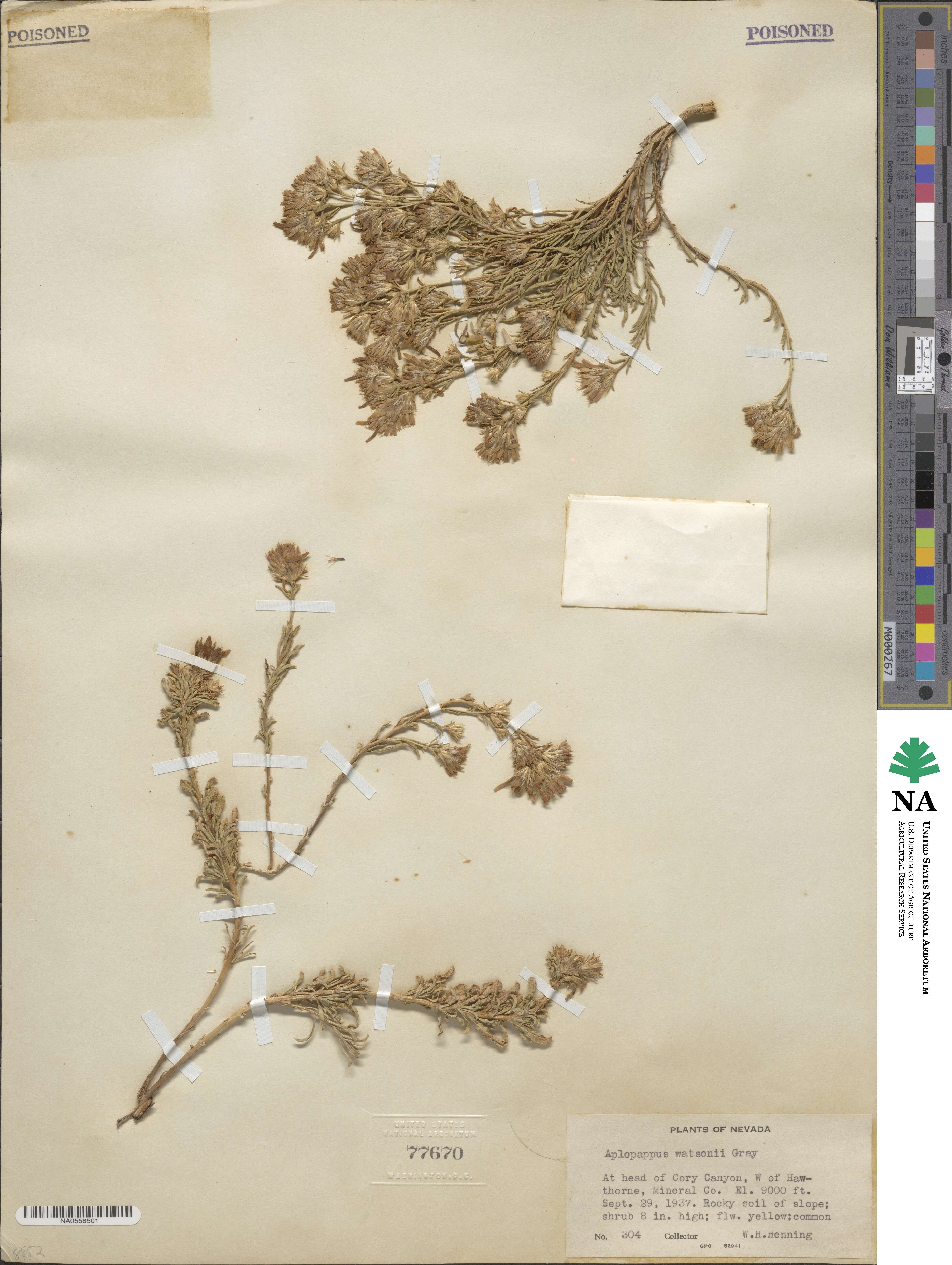 Ericameria watsonii image