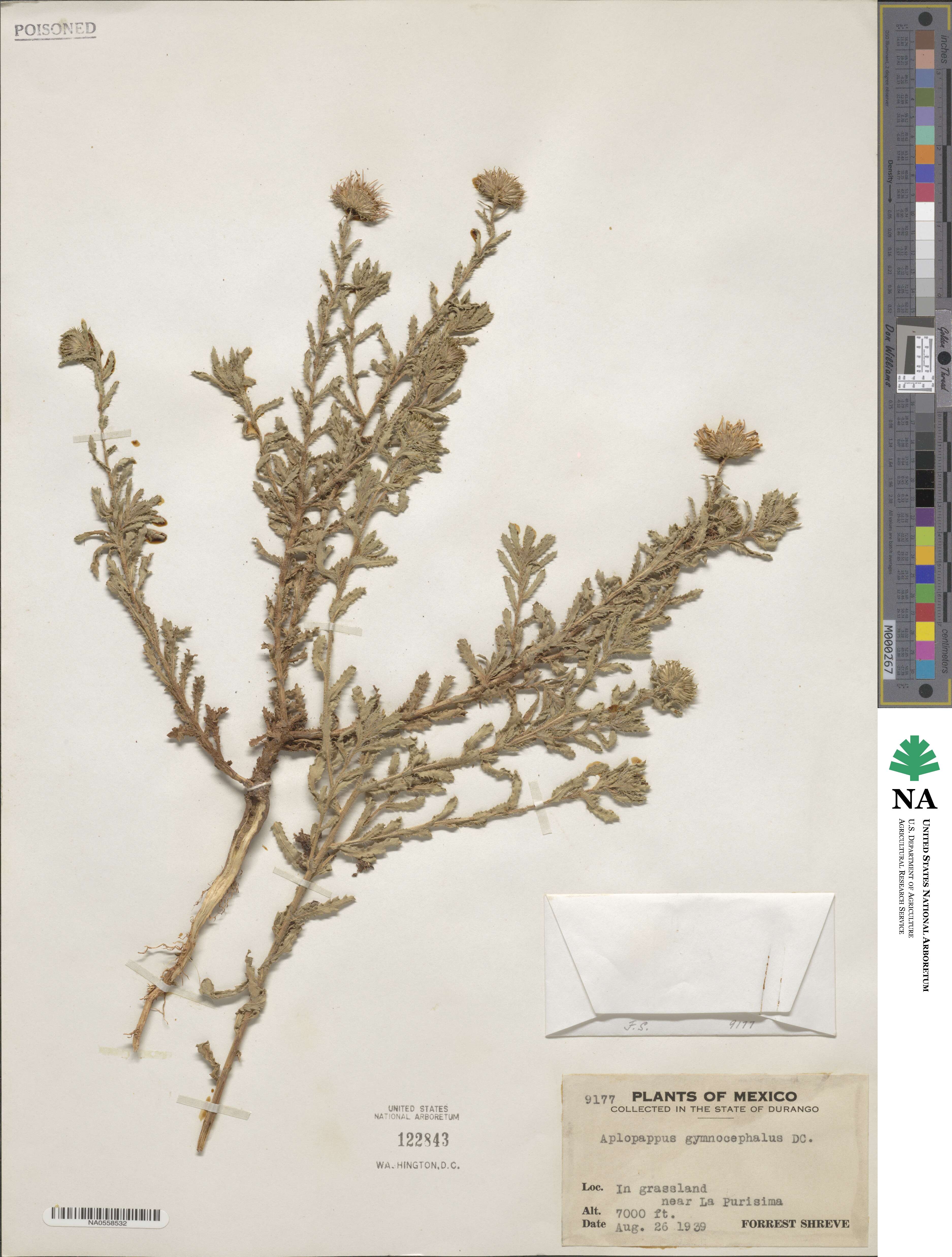 Xanthisma gymnocephalum image