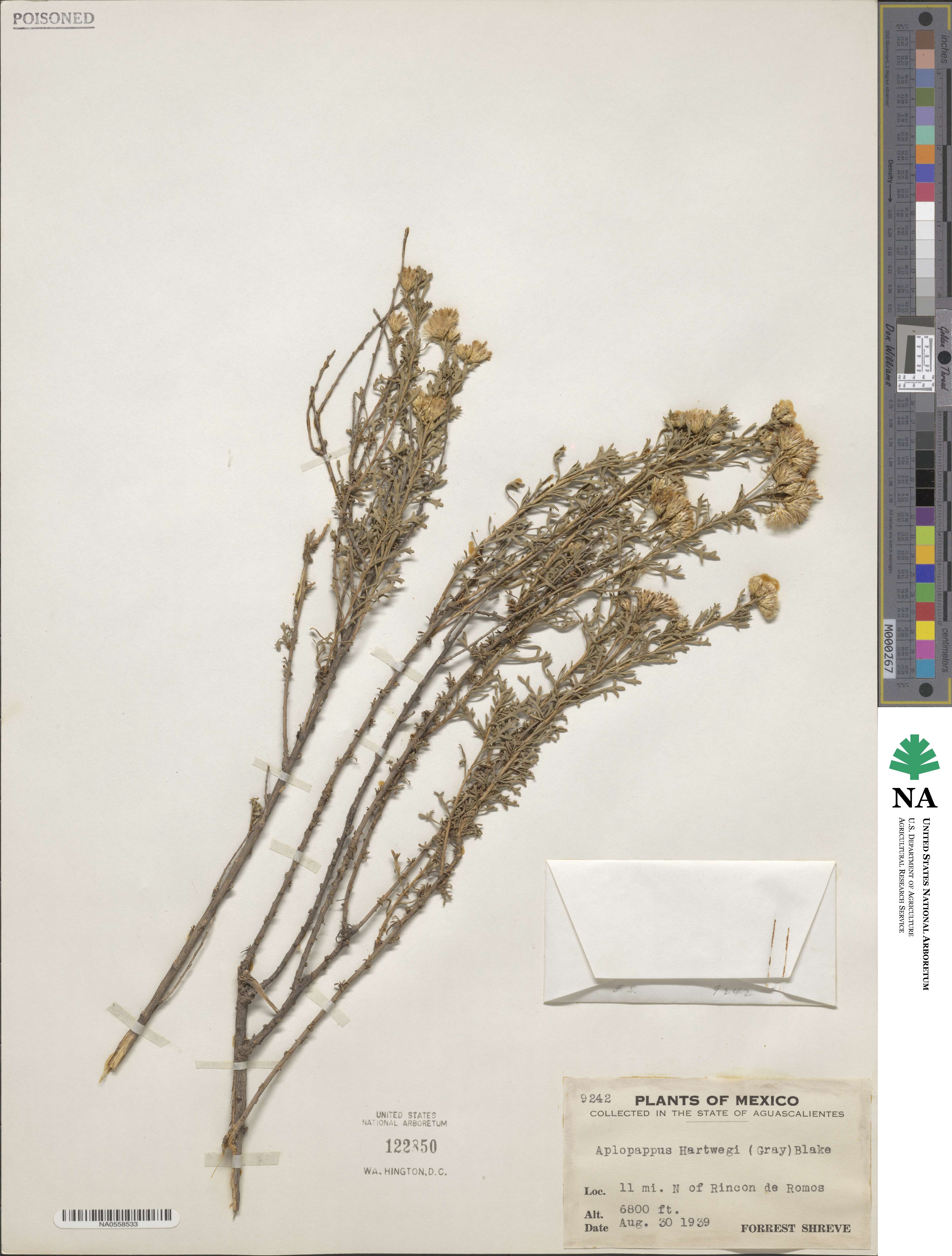 Isocoma hartwegii image