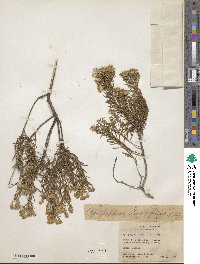 Ericameria laricifolia image