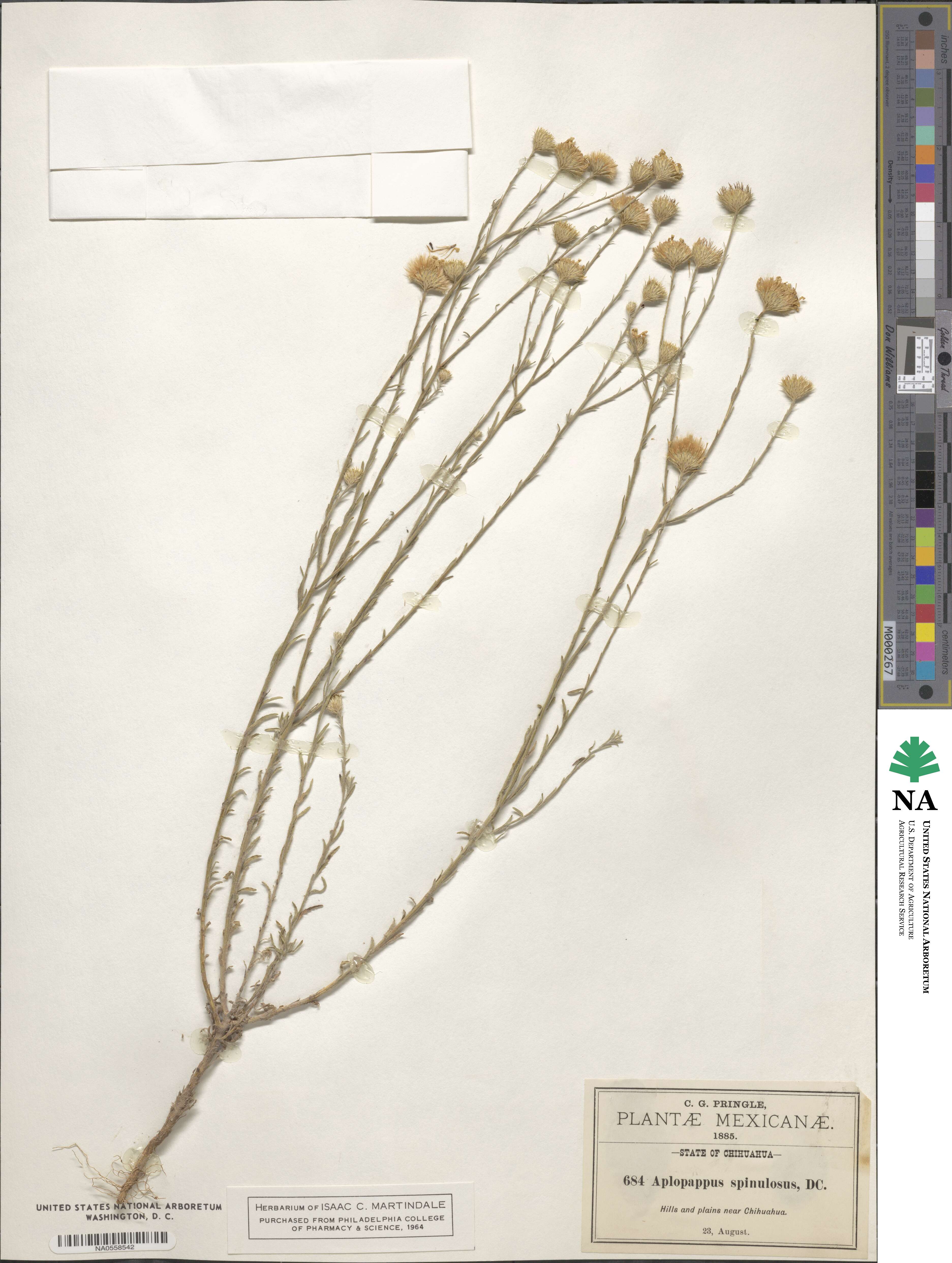 Haplopappus macrocephalus image