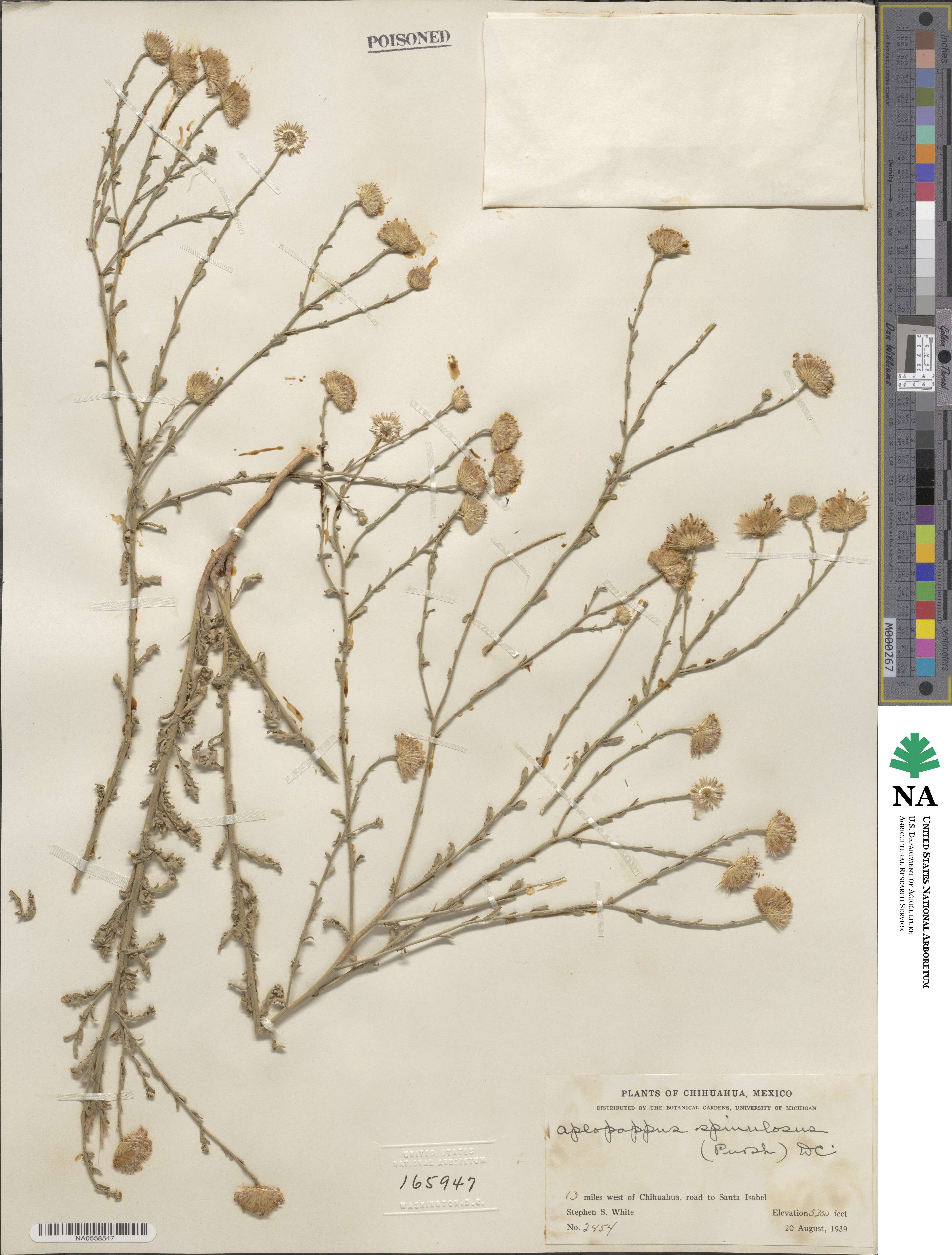 Haplopappus macrocephalus image