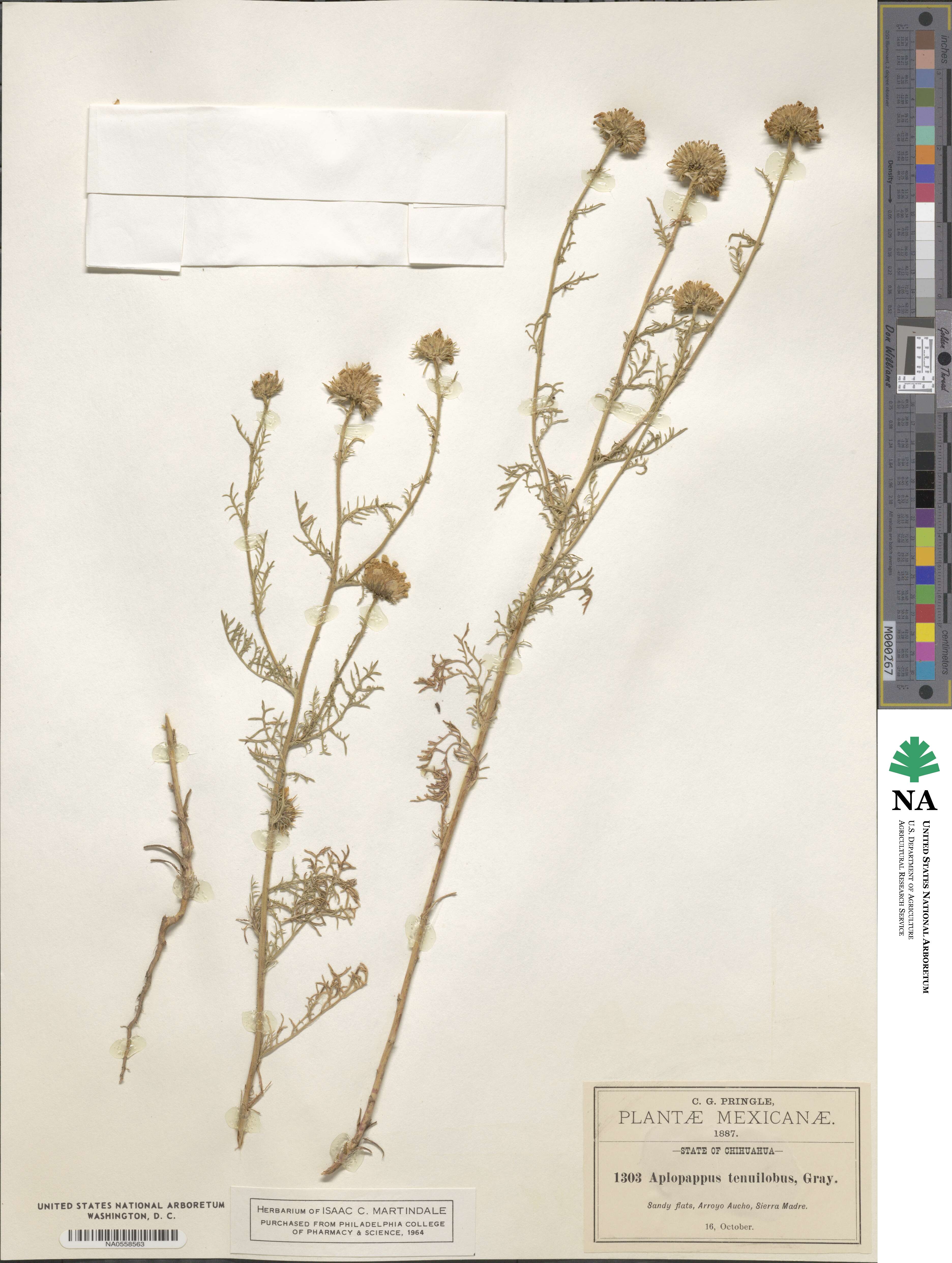 Xanthisma tenuilobum image