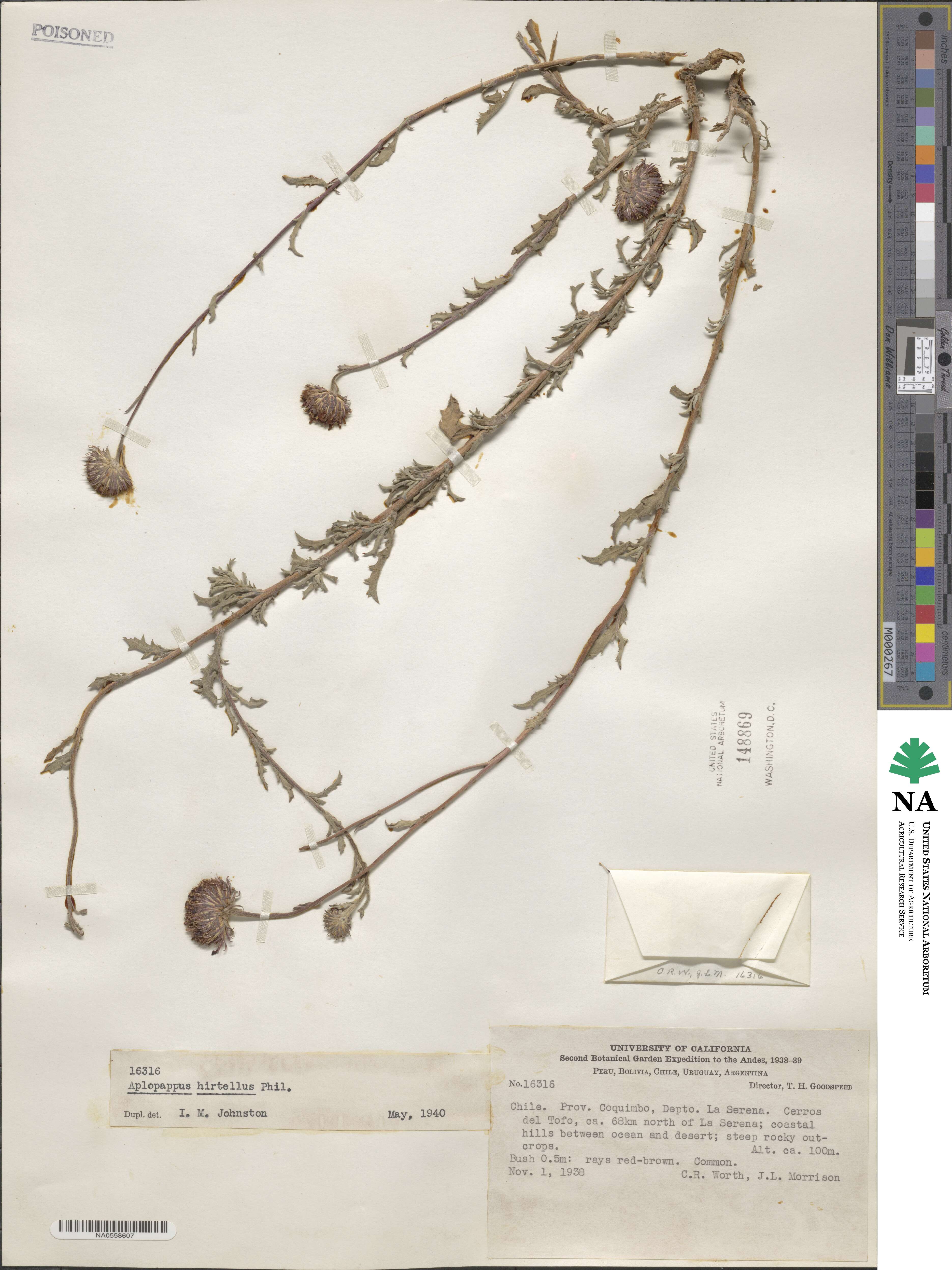 Haplopappus coquimbensis image