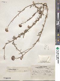 Haplopappus coquimbensis image