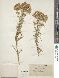 Ericameria arborescens image