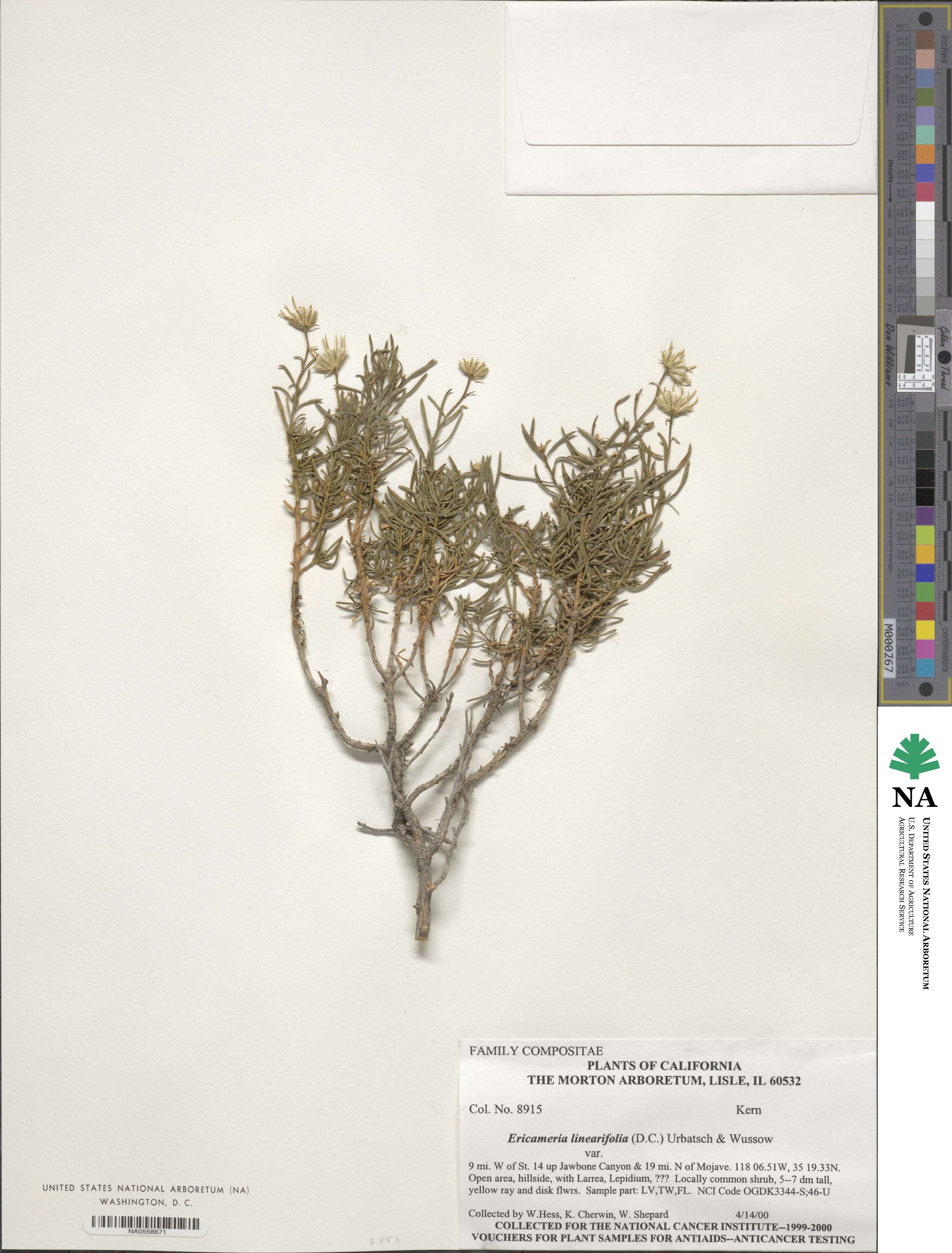 Ericameria linearifolia image