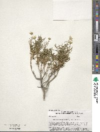 Ericameria linearifolia image