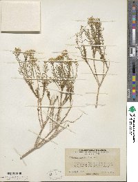 Ericameria cooperi image