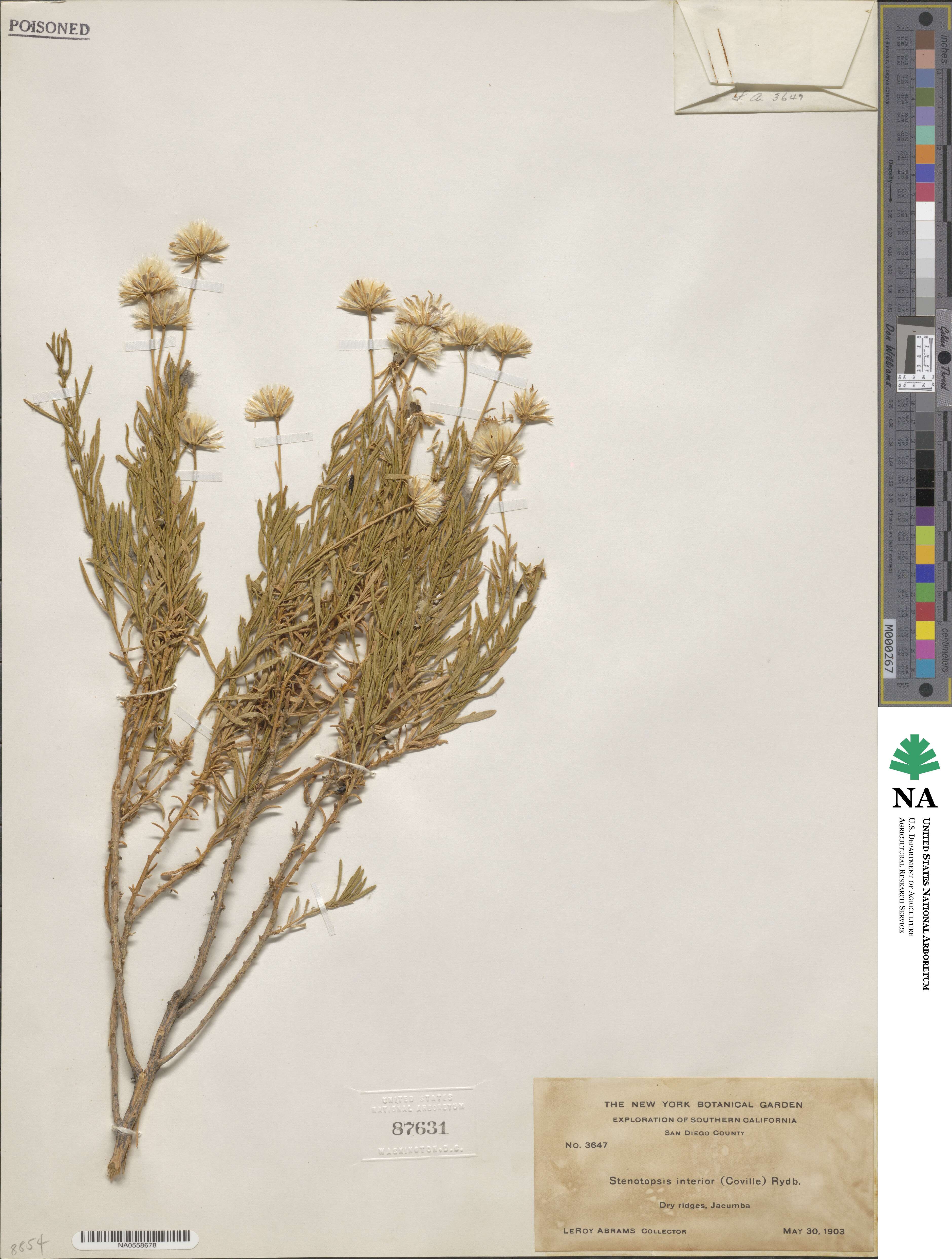 Ericameria linearifolia image