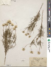 Ericameria linearifolia image