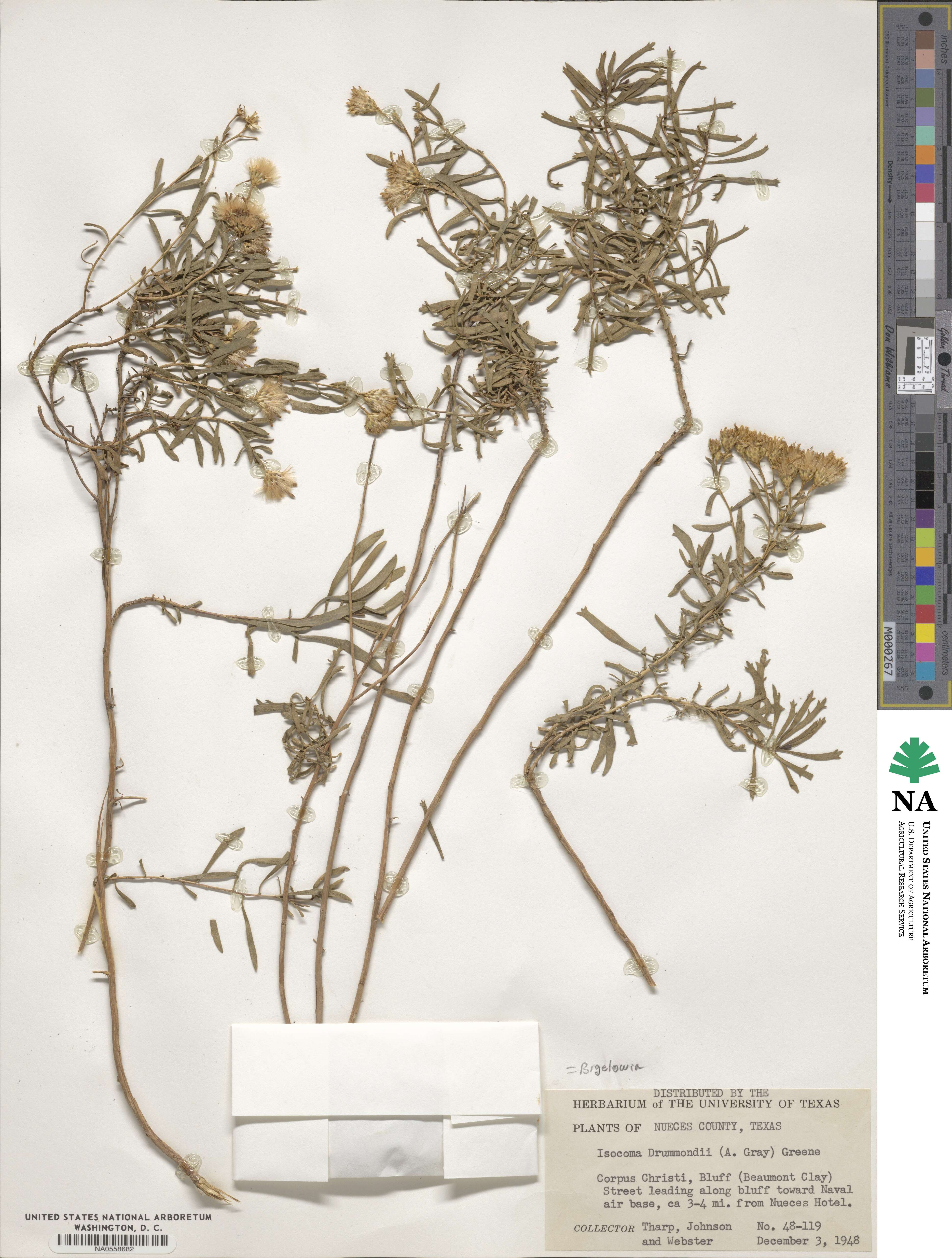 Isocoma drummondii image