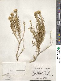 Ericameria albida image