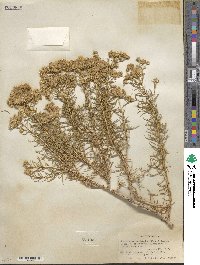 Ericameria albida image