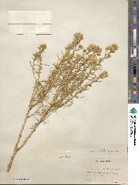 Ericameria albida image