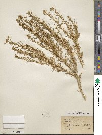 Ericameria albida image