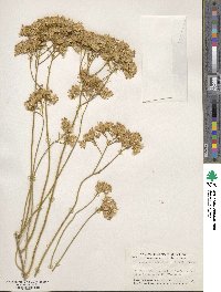 Ericameria nauseosa image