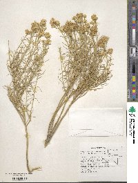 Ericameria nauseosa image