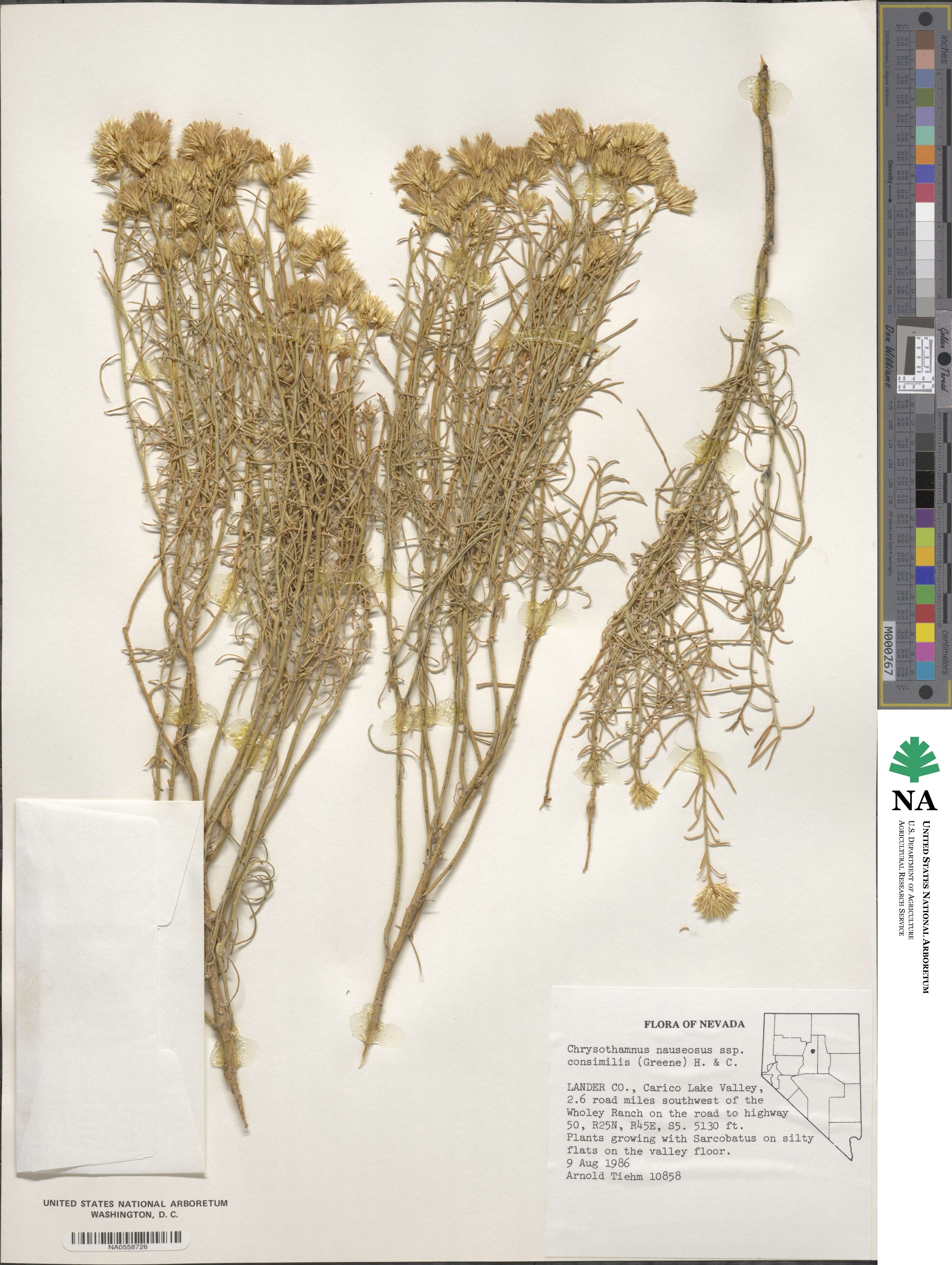 Ericameria nauseosa var. oreophila image