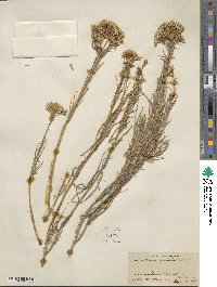 Ericameria nauseosa var. graveolens image