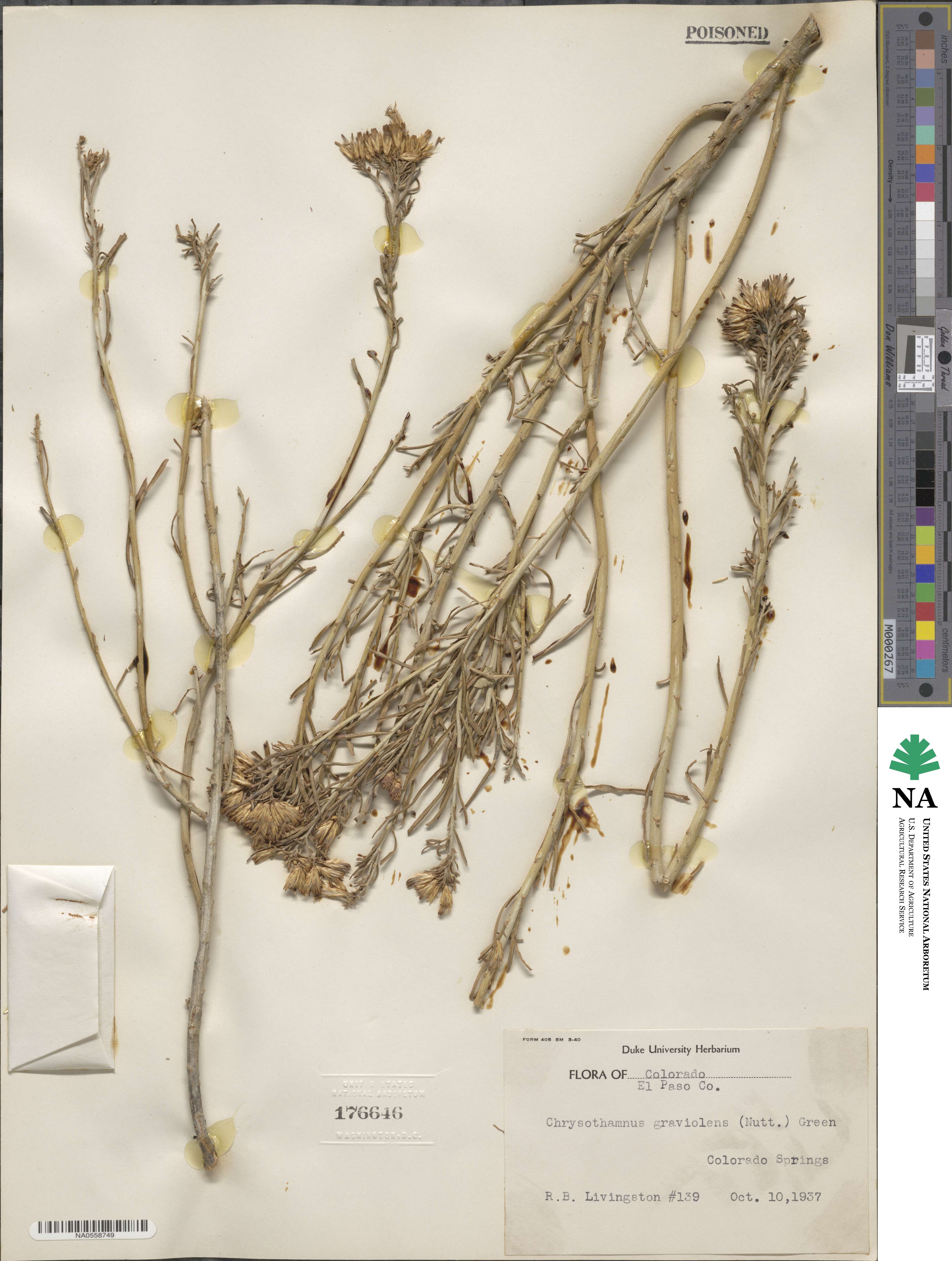 Ericameria nauseosa var. graveolens image