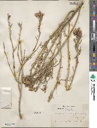 Ericameria nauseosa var. graveolens image