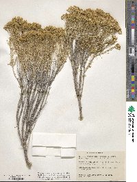 Chrysothamnus greenei image