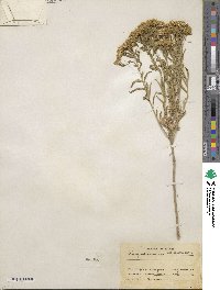 Chrysothamnus viscidiflorus subsp. lanceolatus image