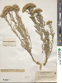 Chrysothamnus viscidiflorus image