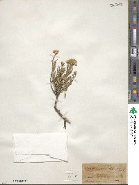 Chrysothamnus viscidiflorus subsp. lanceolatus image